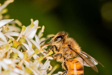 Macro, close-up - bee full of pollen collecting nectar