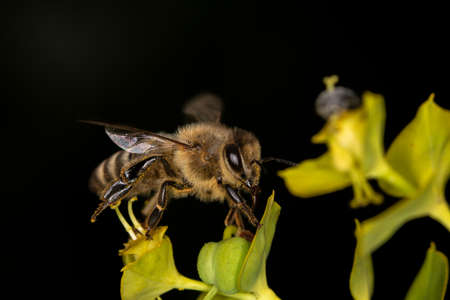 A bee on a yellow flower is licking nectar