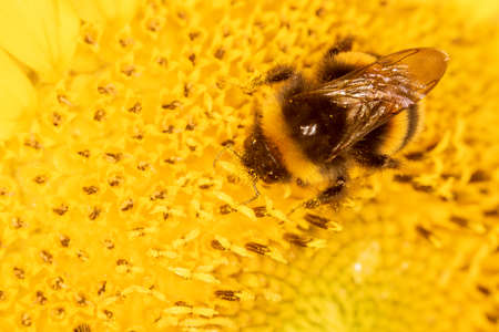 Hungry bumblebee full of pollen collecting nectar on a yellow sunflowerの写真素材
