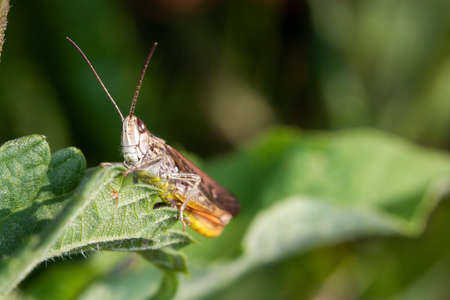 A chirping grasshopper sitting on a leaf looking with blurry green backgroundの写真素材