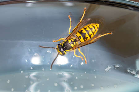 Wasp in a drink / glass - danger of swallowing the wasp in the summertimeの写真素材