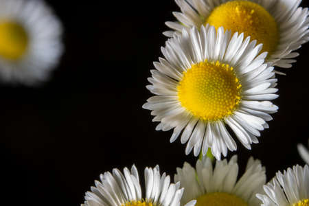 Top view on a group of daisy flower with black backgroundの写真素材