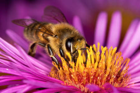 A bee from the side with pollen collecting nectar in a pink flowerの写真素材