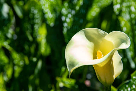 A wonderful white calla flower with green blurry backgroundの写真素材