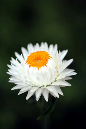 White flowerの写真素材