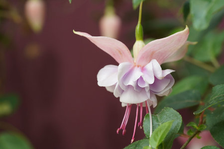 Explore the beauty of a fuchsia flower in this close up shot Discover its delicate petals and unique...