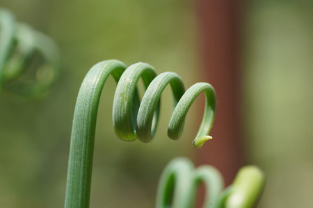 A close up shot of a vibrant green sprout showing its natural beauty with a beautifully curled...