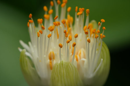 Explore a macro shot of a powderpuff lily showcasing its unique white filaments topped with vibrant...