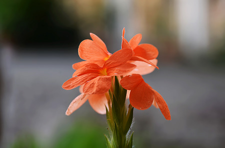 flowerの写真素材