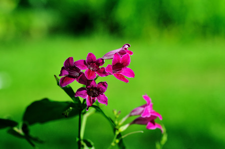 flowerの写真素材