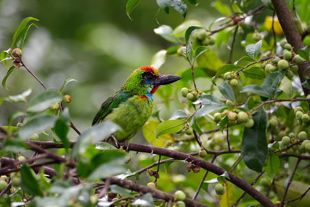 Wild birds are looking for foodの写真素材