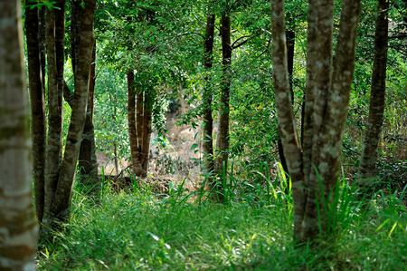 agarwood; Kudat, Sabahの写真素材