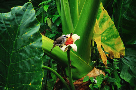 Wild birds are looking for food; Kudat, Sabahの写真素材