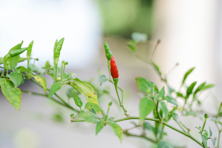Close up of red hot chili peppersの写真素材