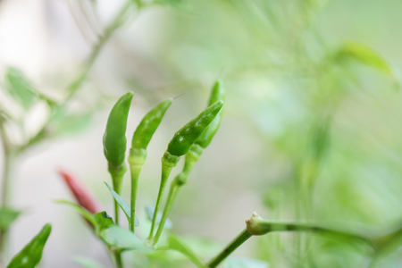Close up of red hot chili peppersの写真素材