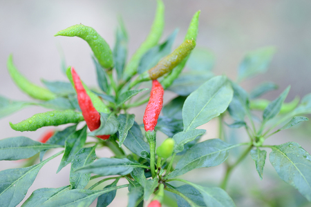Close up of red hot chili peppersの写真素材