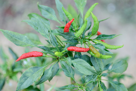 Close up of red hot chili peppersの写真素材