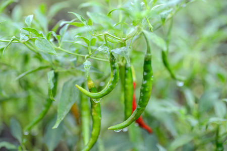 hot chili peppers growing in a gardenの写真素材