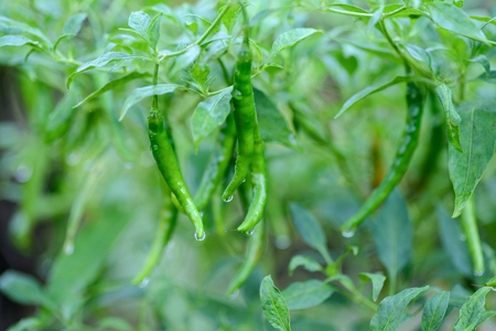 hot chili peppers growing in a gardenの写真素材