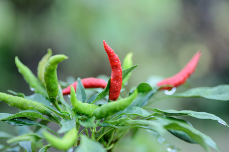 hot chili peppers growing in a gardenの写真素材