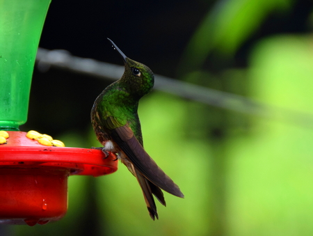 A humming bird drinks water in Cocora Valley, Colombiaの写真素材