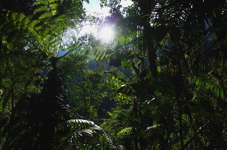 In the jungle on the wat to Ciudad Perdida (Lost City) in Colombia