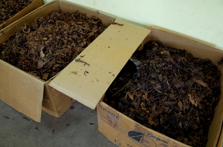 Tabacco Inside a cigar factory in Esteli in the northern mountains of Nicaraguaの写真素材