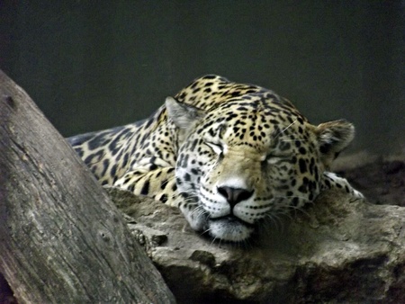 Naptimeの写真素材