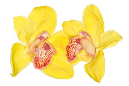 yellow orchid, isolated on whieの写真素材