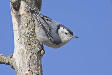 Looking at you. Focus on birdの写真素材