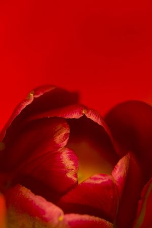 red tulip close up, macro with shallow DOFの写真素材