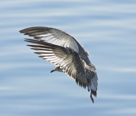 sea gull in flightの写真素材