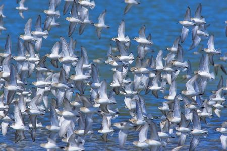 Birds migrationsの写真素材