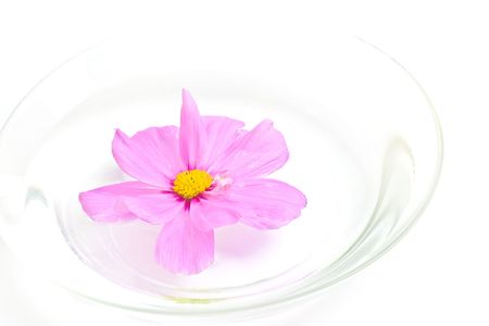 wild pink flower in waterの写真素材