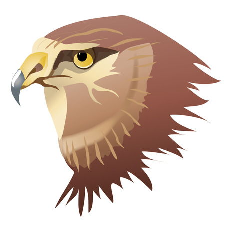 Hawk. Harrier hawk.のイラスト素材