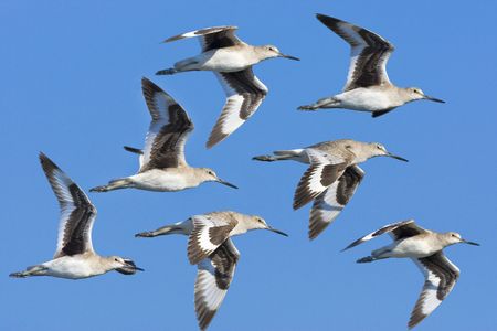 Eastern Willet in flight.  Catoptrophorus semipalmatus.の写真素材