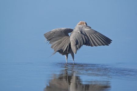 Reddish egret look above the wingの写真素材