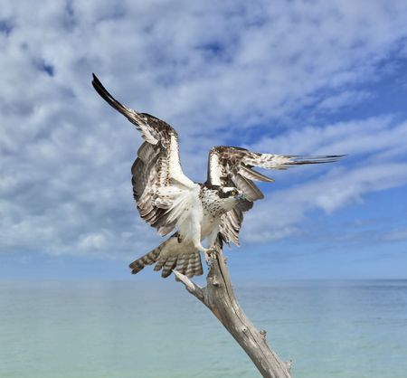 Osprey, Pandion haliaetus. Florida.の写真素材