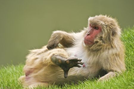 Monkey scratching her legの写真素材