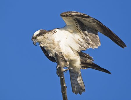 Hawk. Osprey.