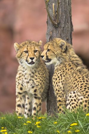 Cheetah cubs teenagersの写真素材
