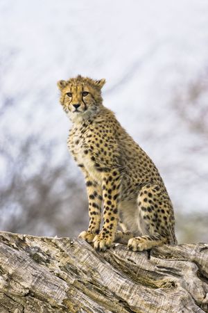 Young cheetah sittingの写真素材