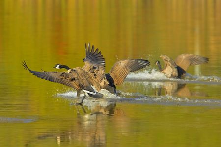 Canada guese landingの写真素材