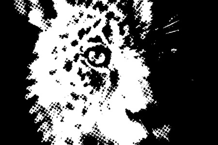 Jaguar head black and white illustration.のイラスト素材