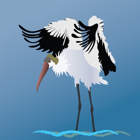 Woodstork drying his wingsのイラスト素材