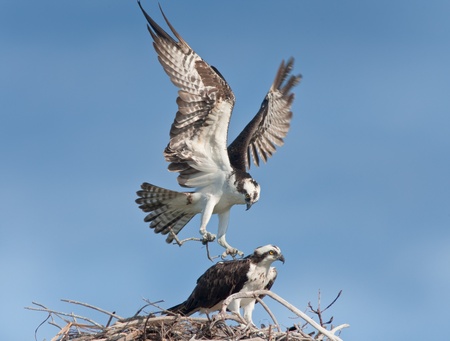 Osprey male with building material landing  on nest, where female waiting for him.  Latin name - Pandion haliaetus.の写真素材