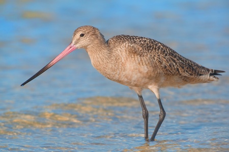 Marbled Godwit in its habitat. Latin name - Limosa fedoa. の写真素材