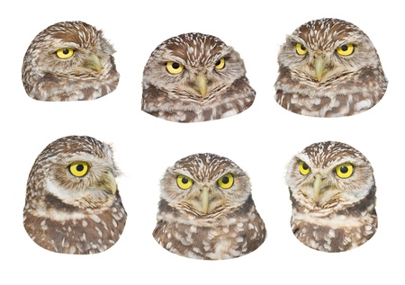 Burrowing Owl  heads with funny face expressions, isolated on white. Latin name - Athene cunicularia.の写真素材