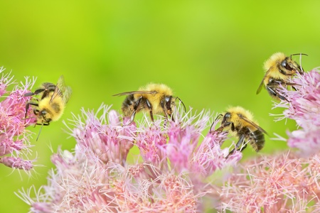 Four bumble bees collecting nectar on flowerの写真素材