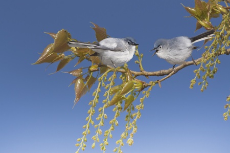 Grey Blue Gnatcatchers perching on tree branch at spring. Latin name -  Polioptila caerulea.の写真素材